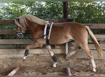 Haflinger, Stallion, 2 years, 14.2 hh, Chestnut-Red