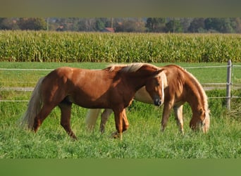 Haflinger, Stallion, 2 years, 14.2 hh, Chestnut-Red