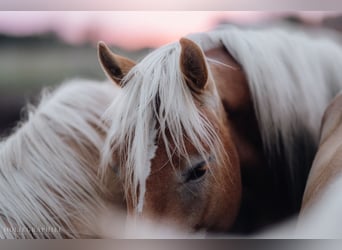 Haflinger, Stallion, 2 years, 14,2 hh