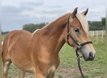 Haflinger, Stallion, 2 years, 14,2 hh