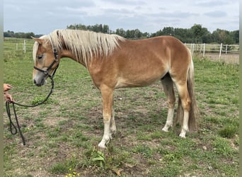 Haflinger, Stallion, 2 years, 14,2 hh