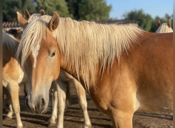 Haflinger, Stallion, 2 years, 14.2 hh