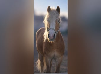 Haflinger, Stallion, 2 years, 14.2 hh