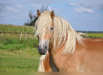 Haflinger, Hengst, 2 Jahre, 14,3 hh, Fuchs