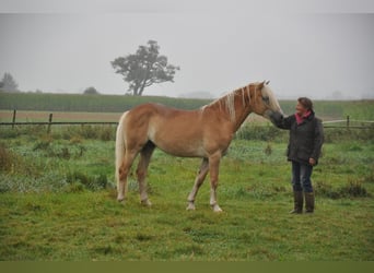 Haflinger, Hengst, 2 Jahre, 14,3 hh, Fuchs