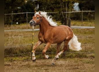 Haflinger, Stallion, 2 years, 14 hh, Dun