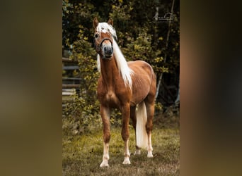 Haflinger, Stallion, 2 years, 14 hh, Dun