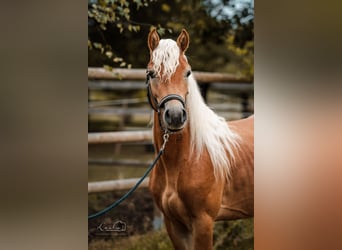 Haflinger, Stallion, 2 years, 14 hh, Dun