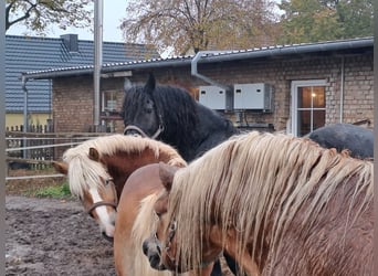 Haflinger, Stallion, 2 years, 14 hh, Dun