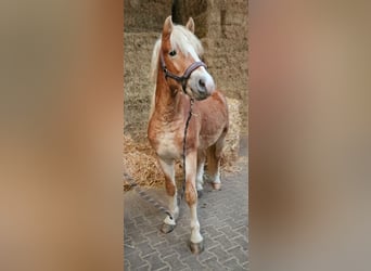 Haflinger, Stallion, 2 years, 14,2 hh, Chestnut-Red