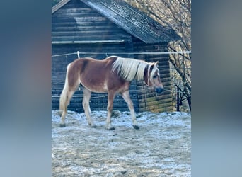 Haflinger, Stallion, 2 years, 14,2 hh, Chestnut-Red