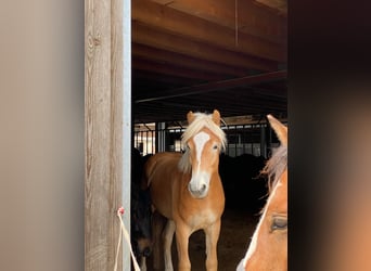 Haflinger, Stallion, 2 years, 14,2 hh, Chestnut-Red