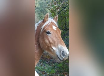 Haflinger, Stallion, 2 years, 14,2 hh, Chestnut-Red