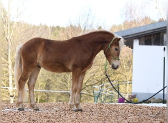 Haflinger, Stallion, 2 years, 14,2 hh