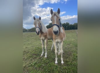Haflinger, Stallion, 2 years, 14,3 hh, Chestnut-Red