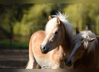 Haflinger, Stallion, 2 years, 14,3 hh, Chestnut-Red