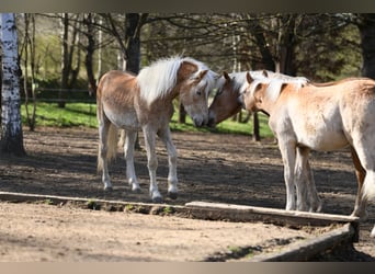 Haflinger, Stallion, 2 years, 14,3 hh, Chestnut-Red