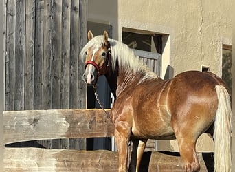 Haflinger, Stallion, 2 years, 15 hh, Chestnut-Red