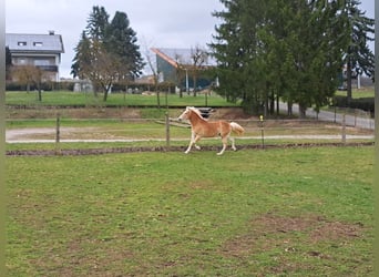 Haflinger, Stallion, 2 years, Chestnut-Red