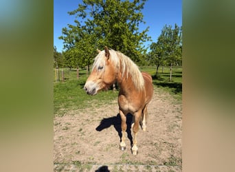 Haflinger, Stallion, 2 years