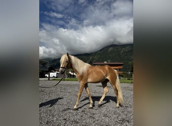 Haflinger, Stallion, 2 years