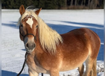 Haflinger, Stallion, 3 years, 13,2 hh, Chestnut-Red