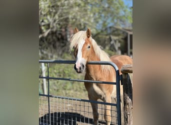 Haflinger, Stallion, 3 years, 14.1 hh, Chestnut-Red