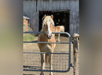 Haflinger, Stallion, 3 years, 14.1 hh, Chestnut-Red