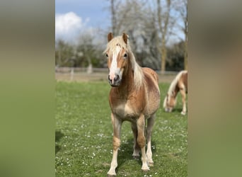 Haflinger, Stallion, 3 years, 14.1 hh, Chestnut-Red
