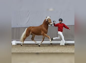 Haflinger, Stallion, 3 years, 14.1 hh, Chestnut-Red
