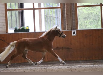 Haflinger, Stallion, 3 years, 14.1 hh, Chestnut-Red