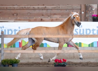 Haflinger, Stallion, 3 years, 14,2 hh, Chestnut-Red