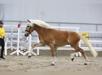 Haflinger, Stallion, 3 years, 14.2 hh, Chestnut-Red
