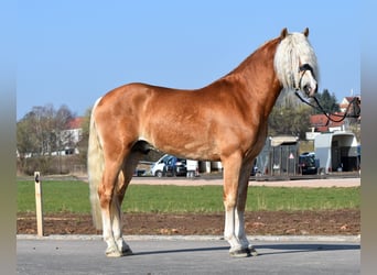 Haflinger, Stallion, 3 years, 14.2 hh, Chestnut-Red