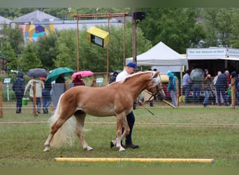 Haflinger, Stallion, 3 years, 14.2 hh, Chestnut-Red Haflinger, Stallion, 3 years, 14.2 hh, Chestnut-Red