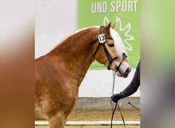 Haflinger, Stallion, 3 years, 14,2 hh