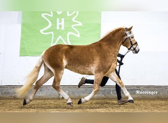 Haflinger, Stallion, 3 years, 14,2 hh