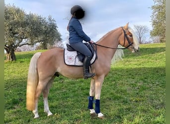Haflinger, Stallion, 3 years, 14.3 hh, Chestnut-Red