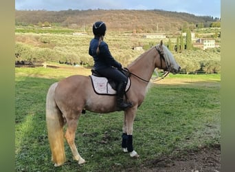Haflinger, Stallion, 3 years, 14.3 hh, Chestnut-Red
