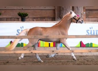 Haflinger, Stallion, 3 years, 14.3 hh, Chestnut-Red