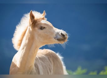 Haflinger, Stallion, 3 years, 14,3 hh