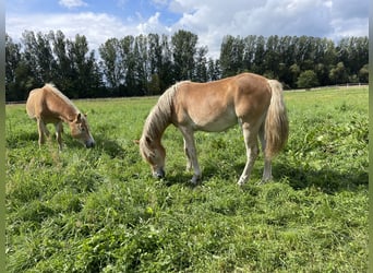 Haflinger, Stallion, 3 years, 14,3 hh