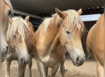 Haflinger, Stallion, 3 years, 14,3 hh