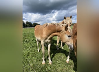 Haflinger, Stallion, 3 years, 14,3 hh