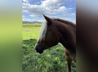 Haflinger, Stallion, 3 years, 14.3 hh