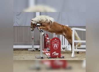 Haflinger, Stallion, 3 years, 14,1 hh, Chestnut-Red