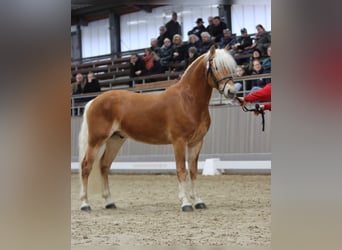 Haflinger, Stallion, 3 years, 14,1 hh, Chestnut-Red