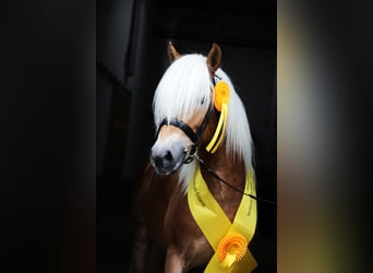 Haflinger, Stallion, 3 years, 14,2 hh