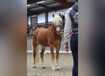 Haflinger, Stallion, 3 years, 14,2 hh, Chestnut-Red