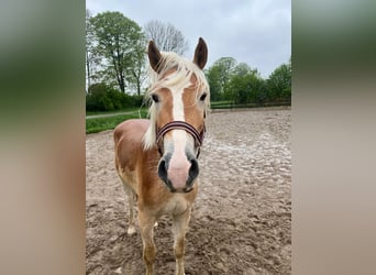 Haflinger, Stallion, 3 years, 14,2 hh